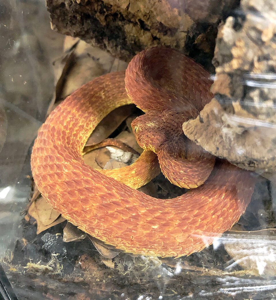 African Bush Viper, Atheris squamiger, Native to Uganda and