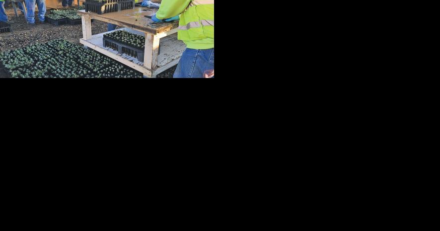Inmates raise 42,000 sagebrush seedlings - Vimarsana News