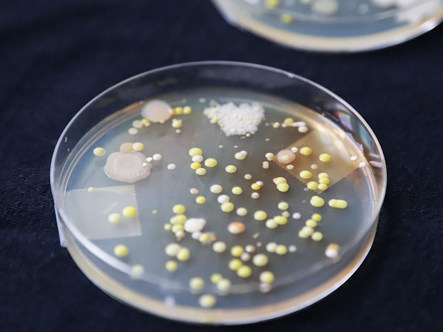 Renting or streaming? Experiment shows bacterial growth on shared or