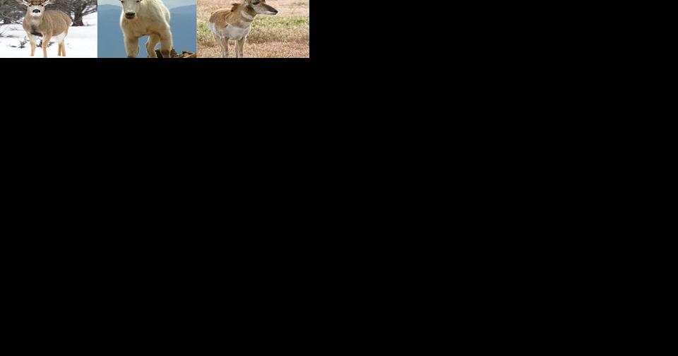 Fish and Wildlife Commission meets Sept. 15-16 in Burns - Vimarsana News