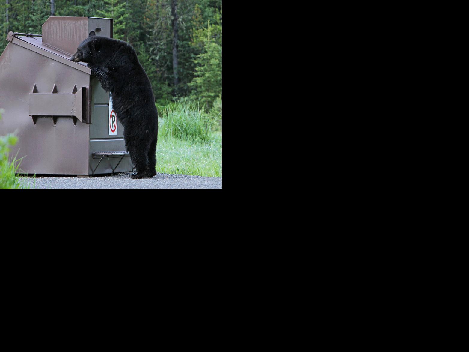 Idaho S Black Bears Will Soon Be Emerging From Their Winter Dens Features Argusobserver Com