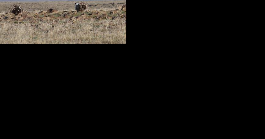 2 chances to give input on draft sage grouse habitat maps on Aug. 16 - Vimarsana News