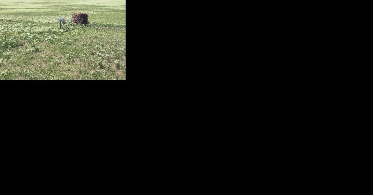 Amanda Zander: How do I get rid of that white flowering weed? Amanda Zander - Vimarsana News