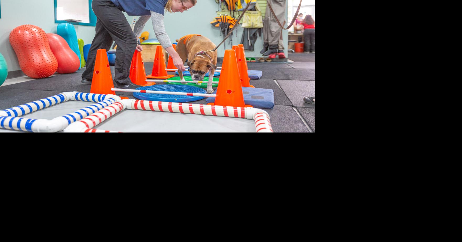 How businesses fetch success in Denver’s dog-lover haven