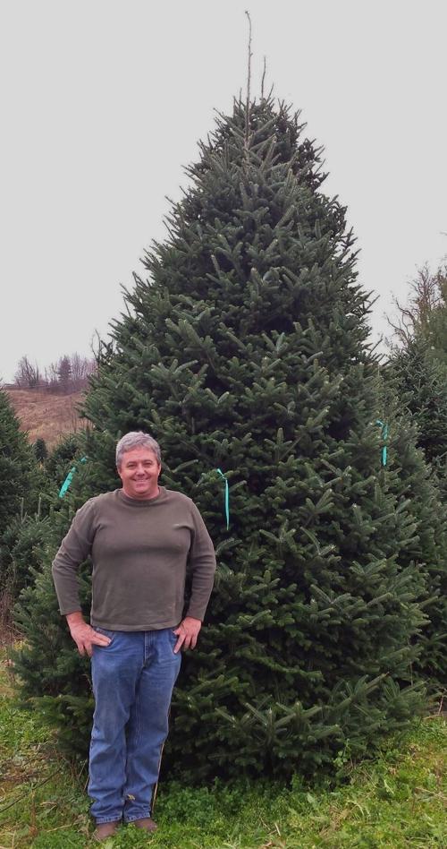 Ashe Now Largest Christmas Tree Producer In Nation News Ashepostandtimes Com