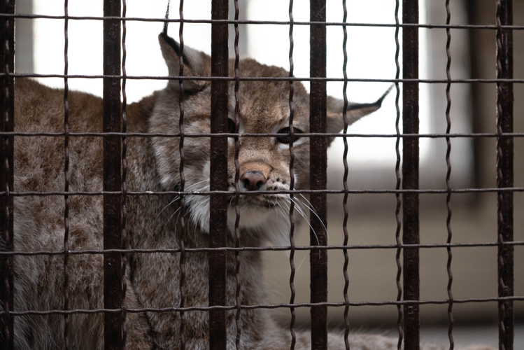 Printable First Step In Reading Rescued lynx takes first steps after fleeing war-torn Ukraine ...