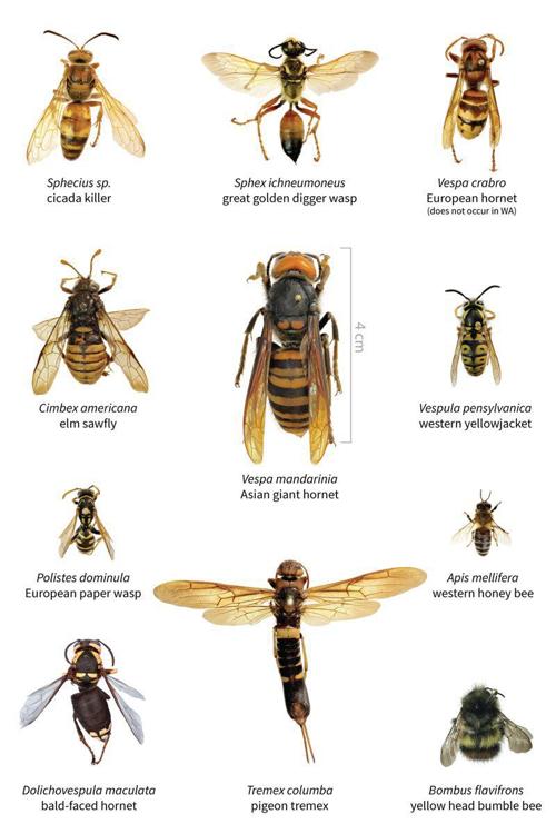 Ncda Cs Monitoring For Asian Giant Hornet Not Detected Yet In State News Ashepostandtimes Com