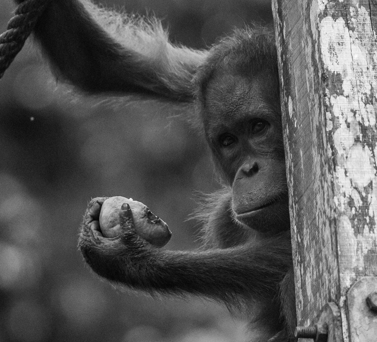 One Lear Values Does hearing laughter help orangutans learn? | National ...
