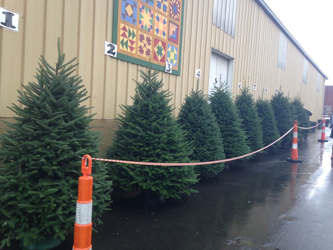 Festivalgoers to choose finest Ashe County Christmas tree during
