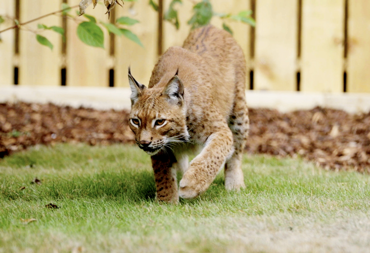 Printable First Step In Reading Rescued lynx takes first steps after fleeing war-torn Ukraine ...