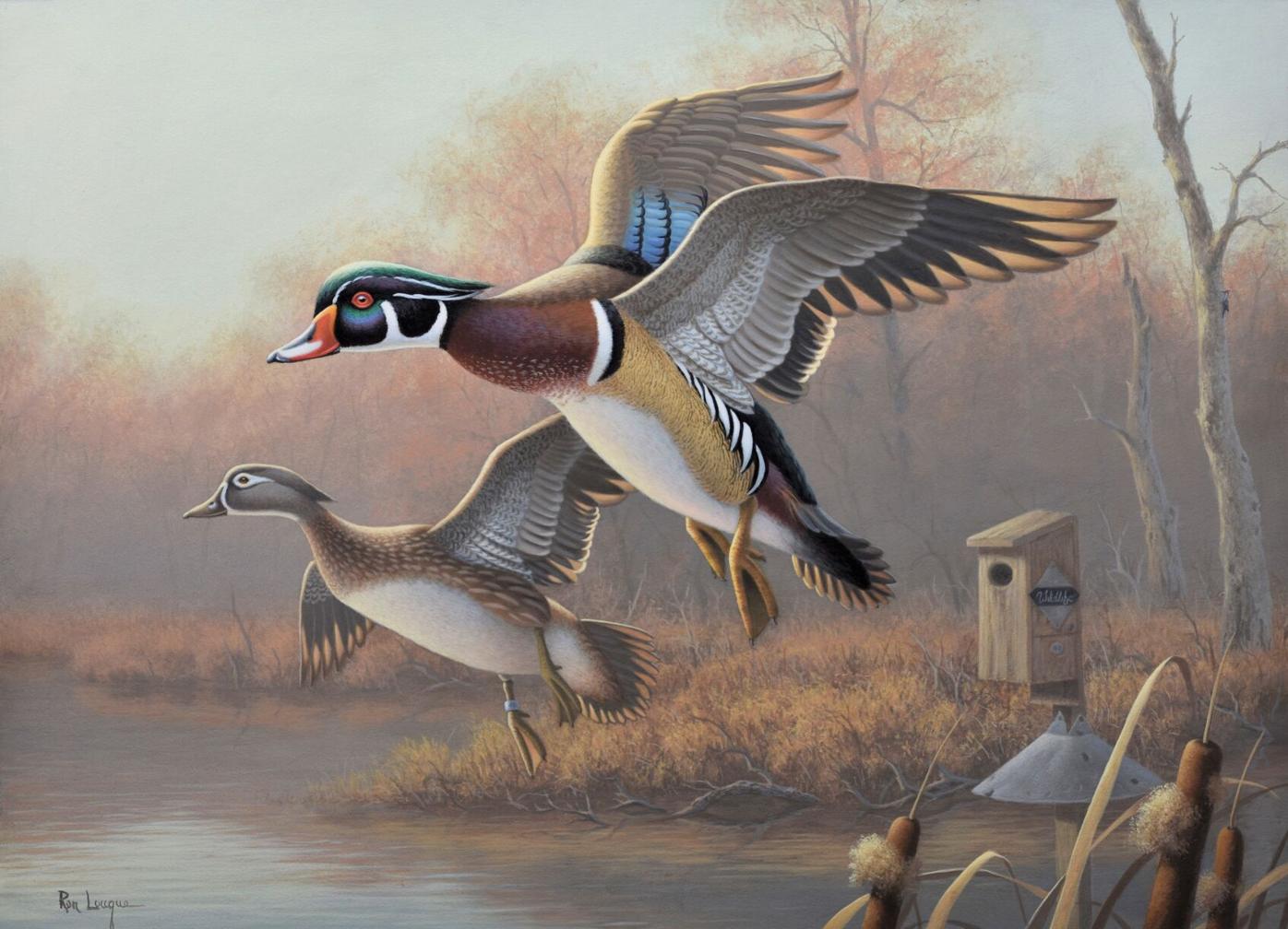 Final Edition Of The North Carolina Waterfowl Print And Stamp On Sale Now News Ashepostandtimes Com