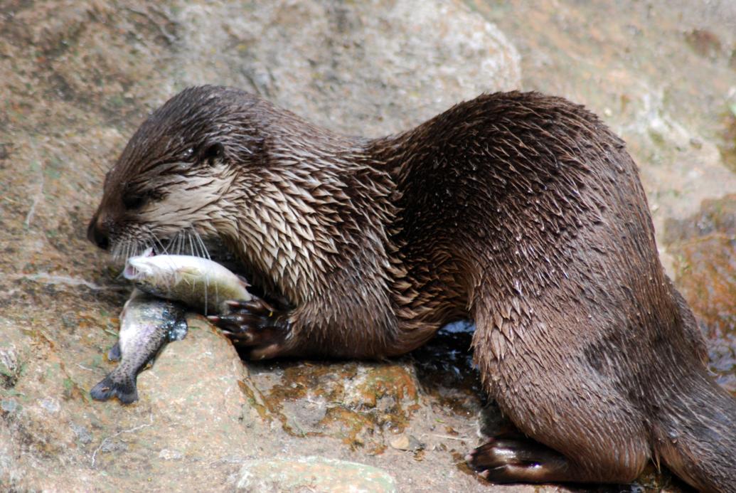 Studies show North Carolina’s river otters are thriving News