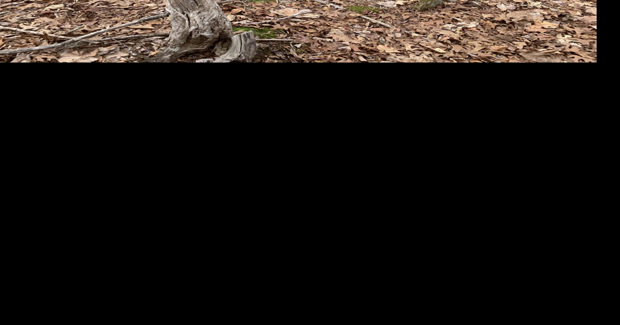 Concerning abandoned and neglected cemeteries: A message from the Ashe ...