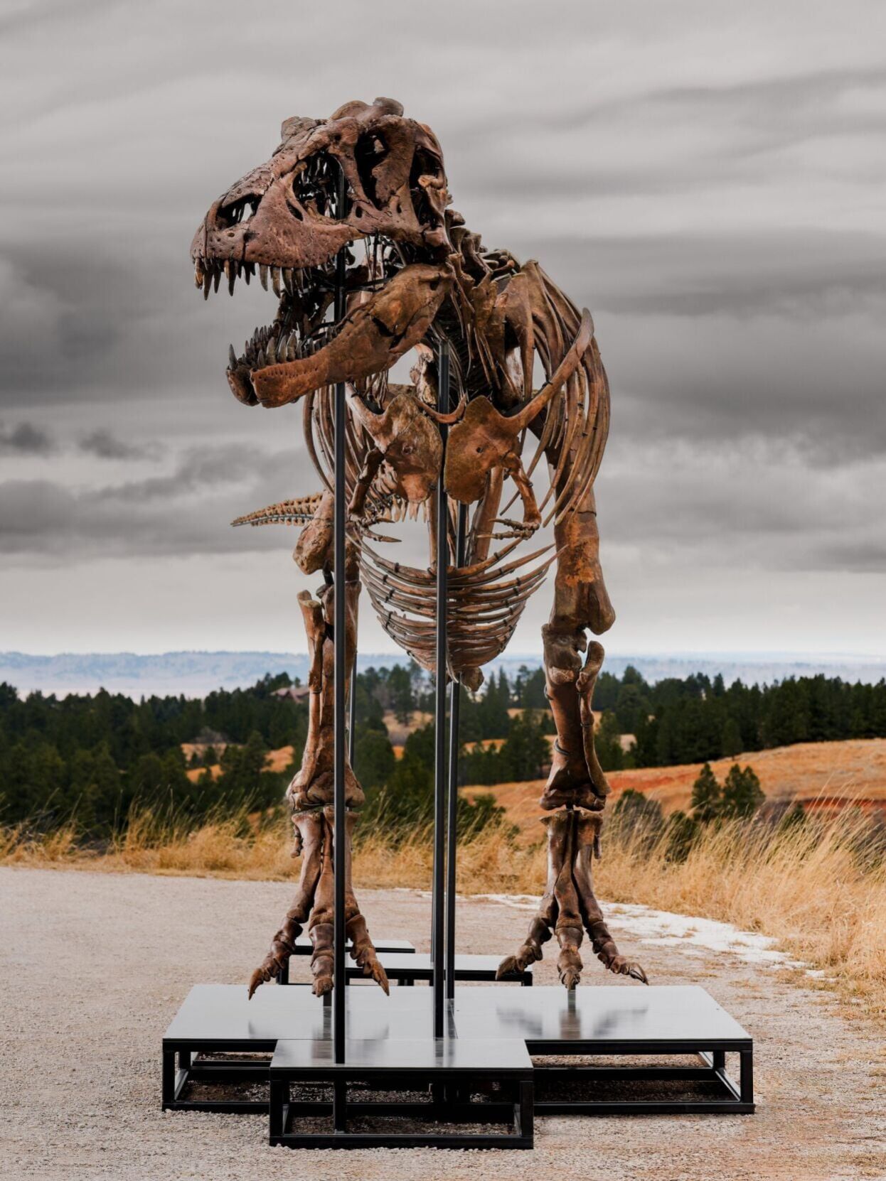 Most complete T. rex fossil to fetch up to $30 million at auction