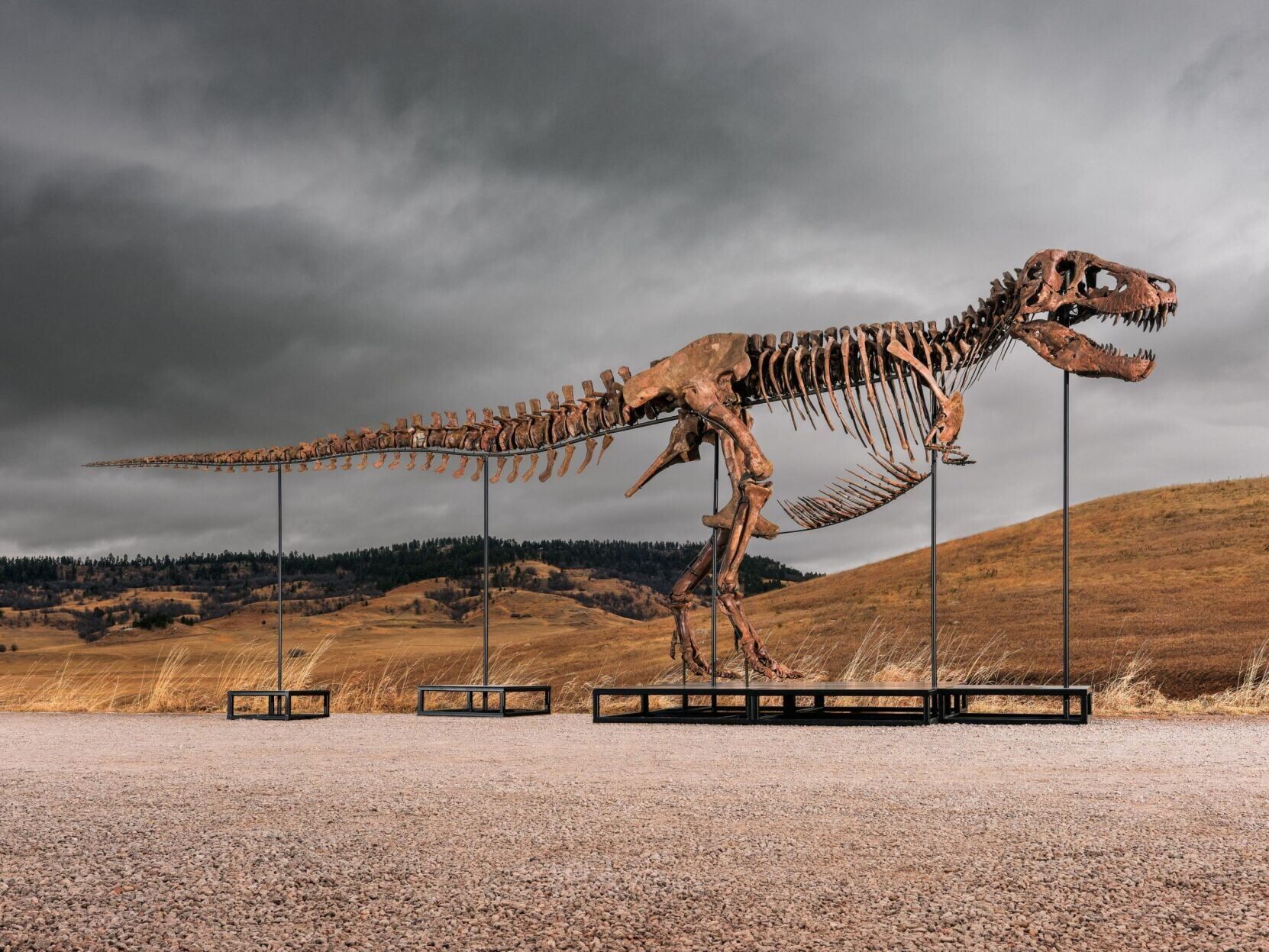 Most complete T. rex fossil to fetch up to $30 million at auction