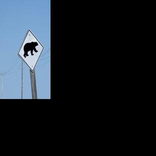 Canada searches for grizzly bear that attacked school group