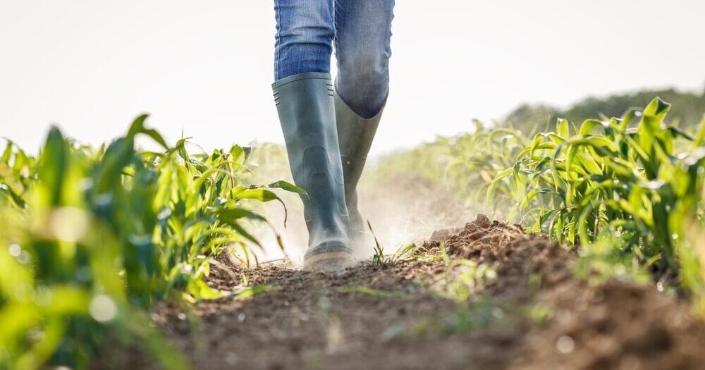 Arkansas Farms Lose $63.4M per Year to Natural Disasters