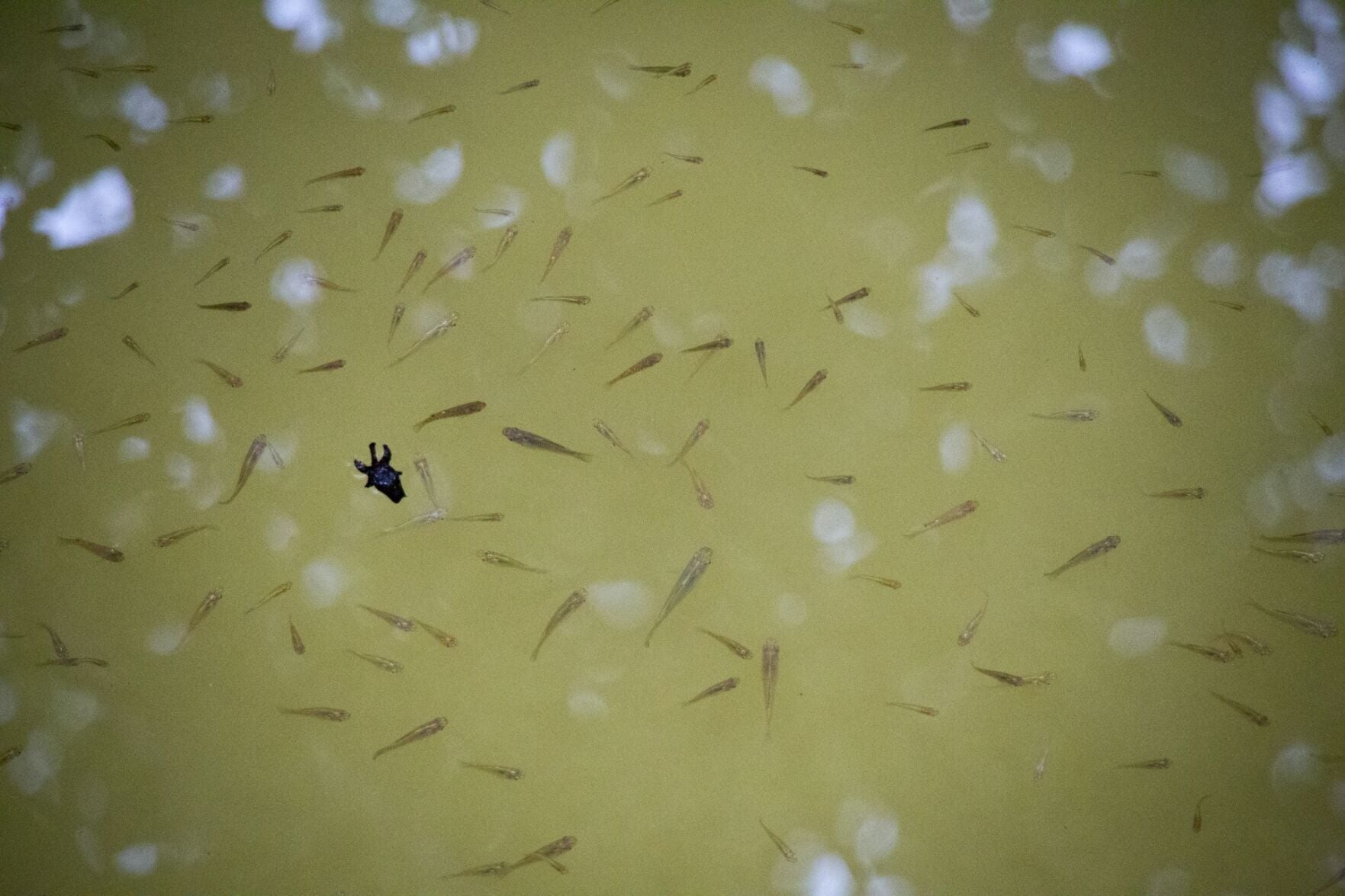 Research shows magic mushrooms make fish lazier and less aggressive ...