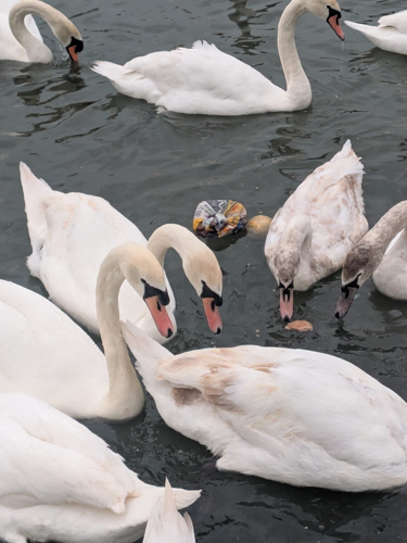 Is moldy bread turning these swans pink? | National ...