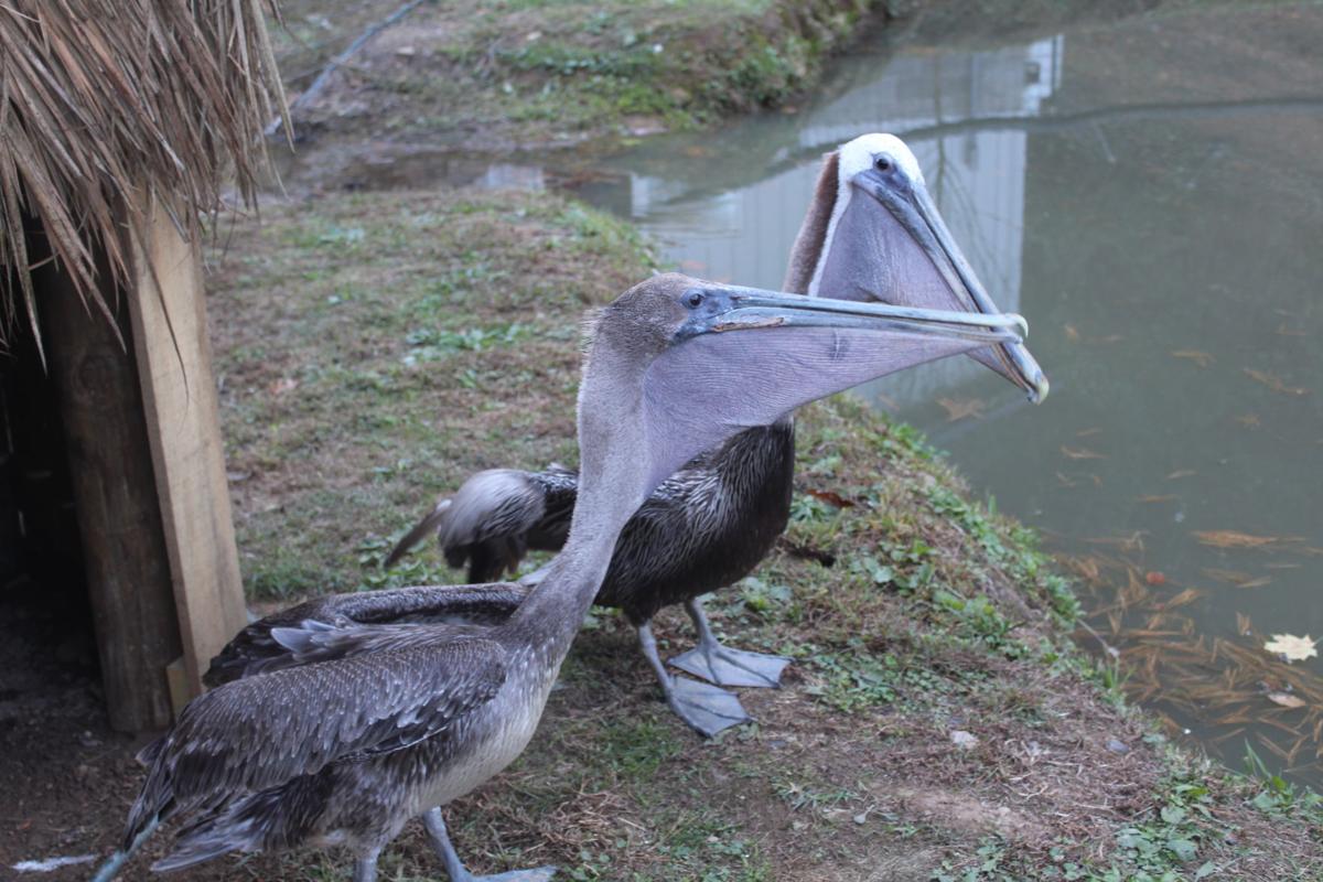 Nearby Wildlife Center home to unique animals | News | athensmessenger.com