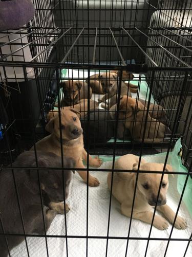 Local animal rescue looking for good foster homes for puppies | News |  