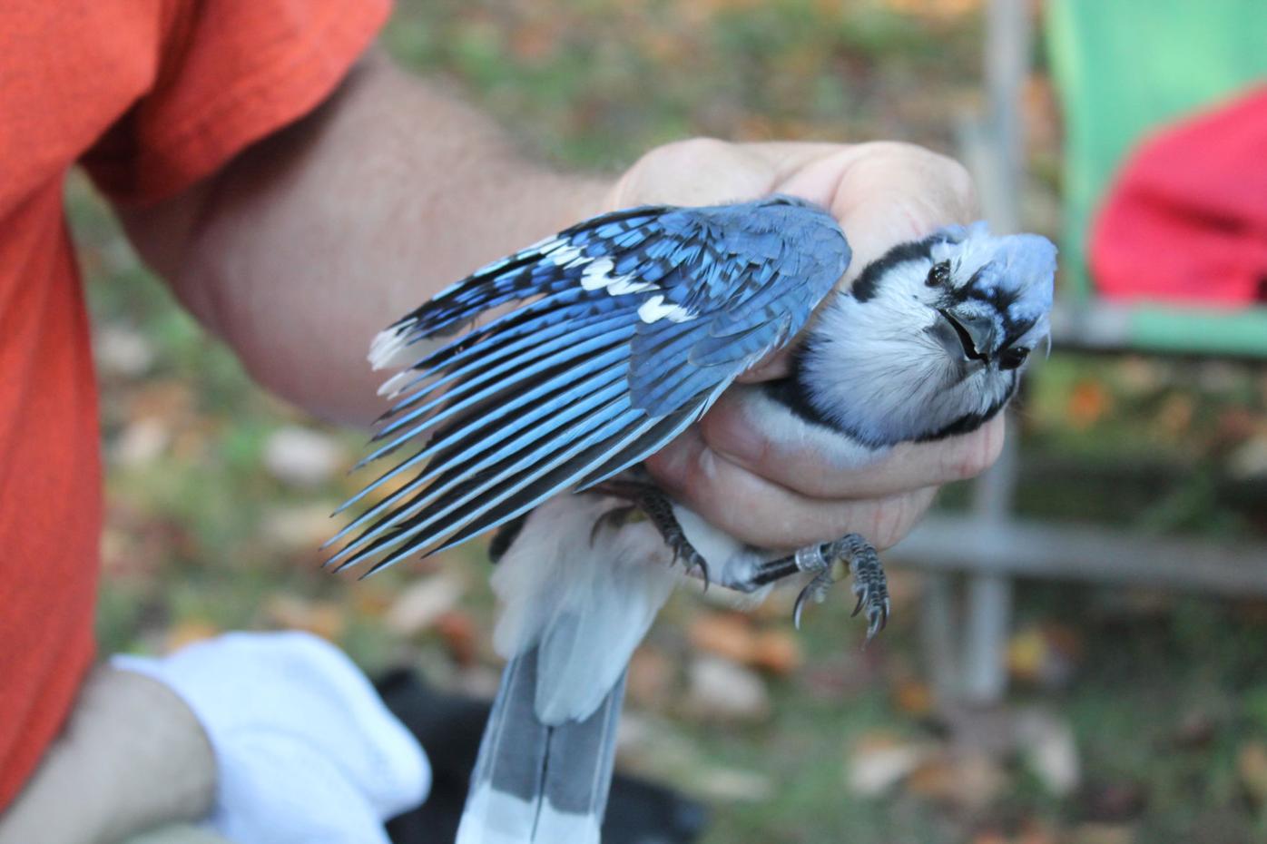 Bird banding Uploaded Photos