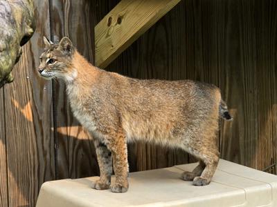 Cat In Ohio Ohio's bobcat population is on the rise | News | athensmessenger.com