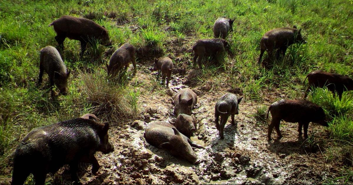 vinton county feral pigs may have crossed into athens big light up letters