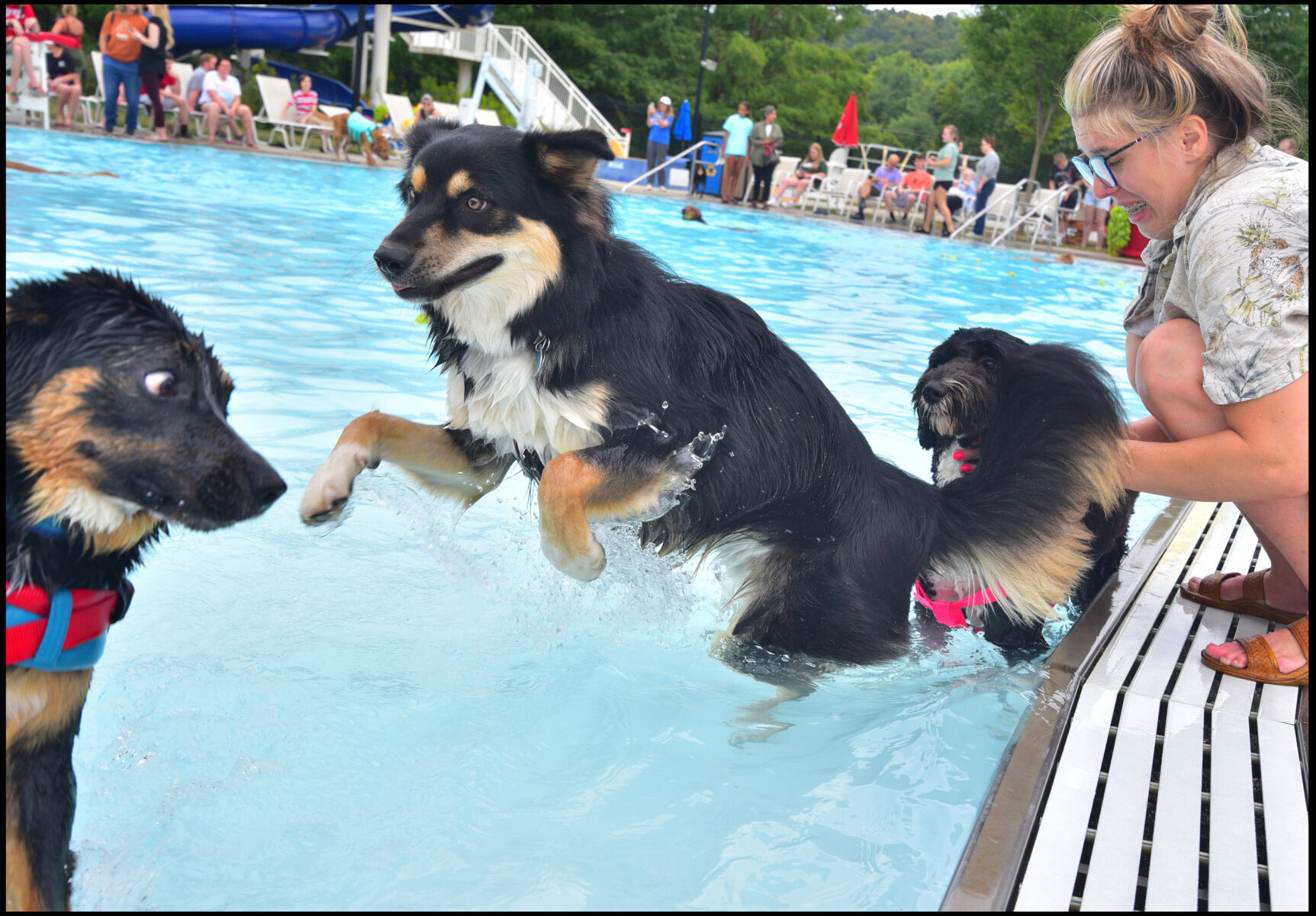 Dog day at the pool News athensmessenger