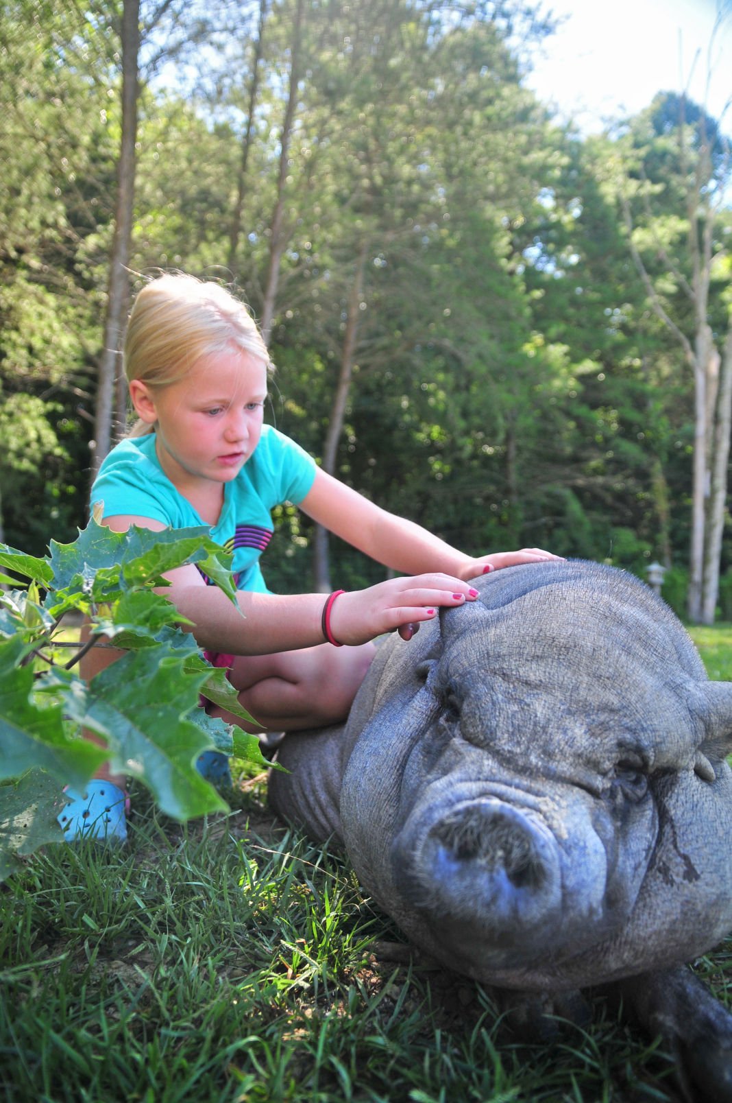 Could this be hog heaven? Woman cares for rescued pigs | News ...