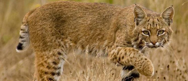 ODNR hears complaints on proposed bobcat trapping | News