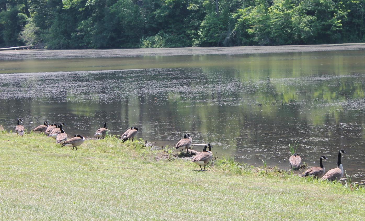 Odnr Confirms Killing Of Geese At Dow Lake Spotlight Athensmessenger Com