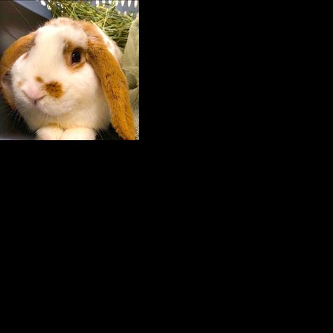 Local group works to inform public about rabbit virus |