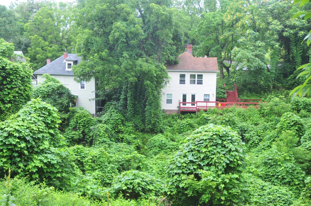 �The vine that ate the South� also has a major presence in