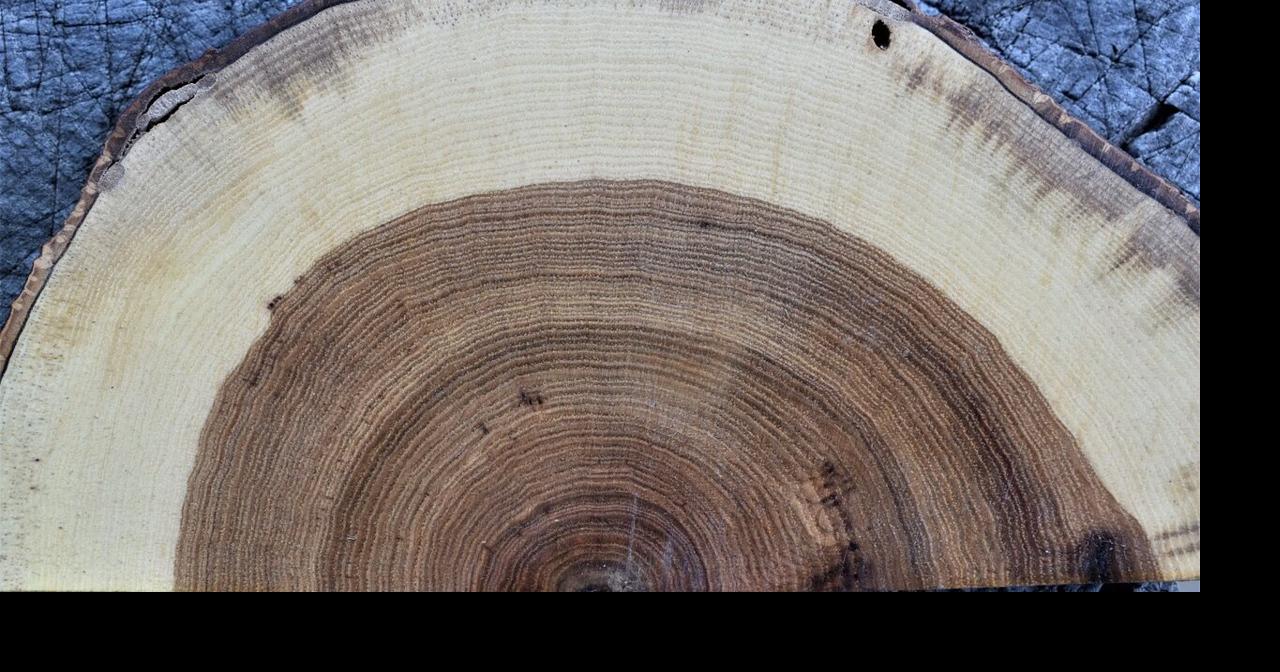 Tree growth rings never lie | Connect | athensmessenger.com
