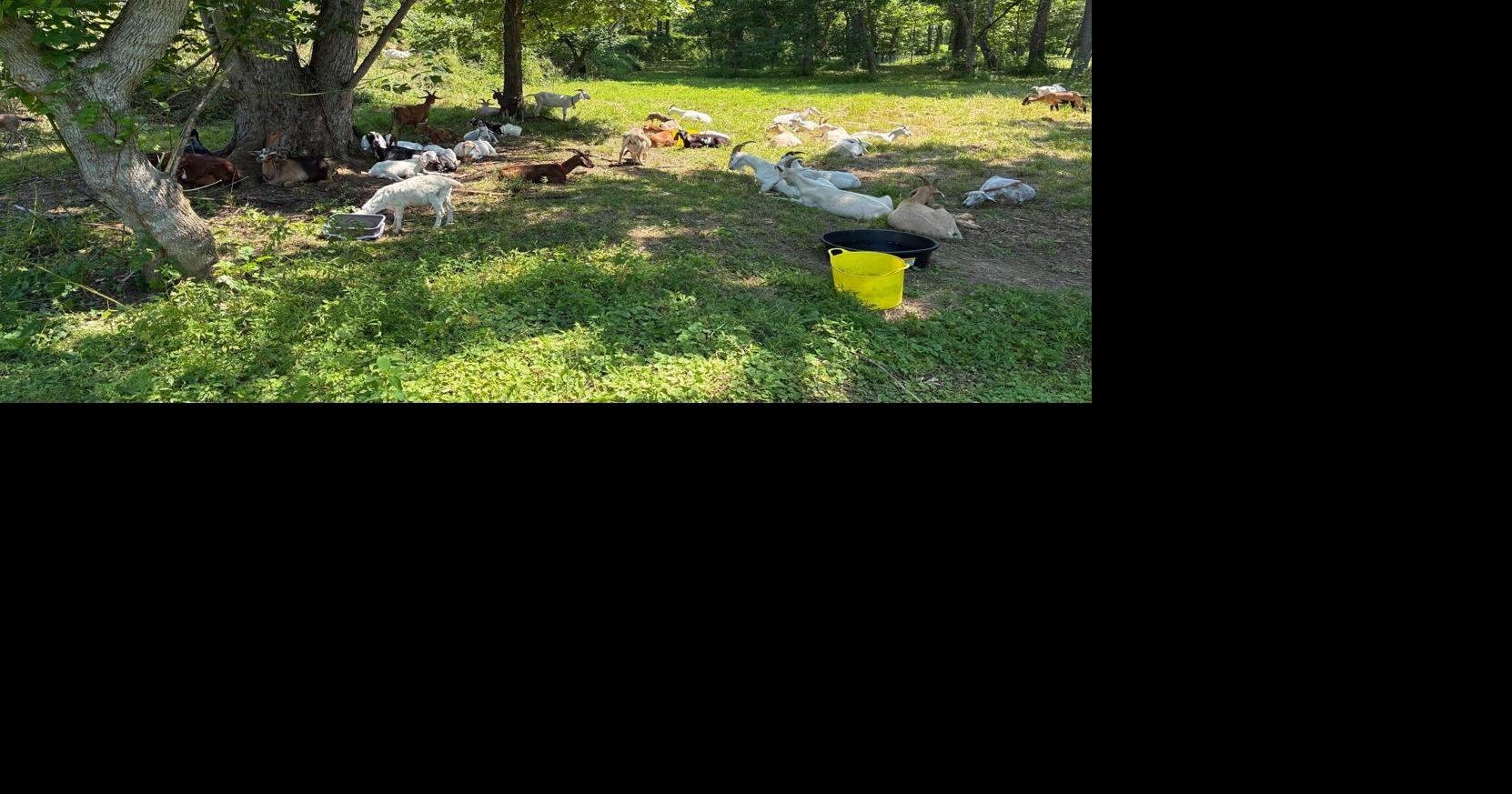 Goats take a bite out of invasive plants