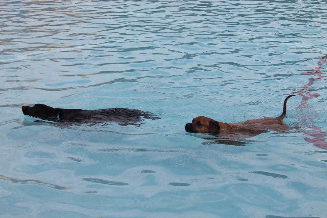 Dog paddling with the best of them News