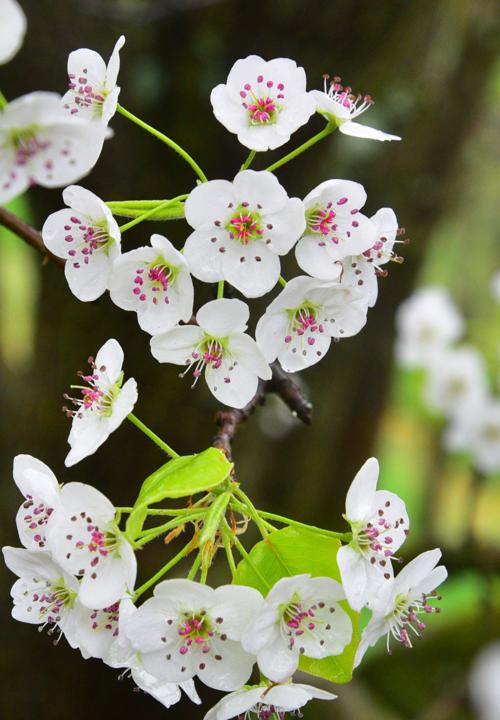Bloom and grow