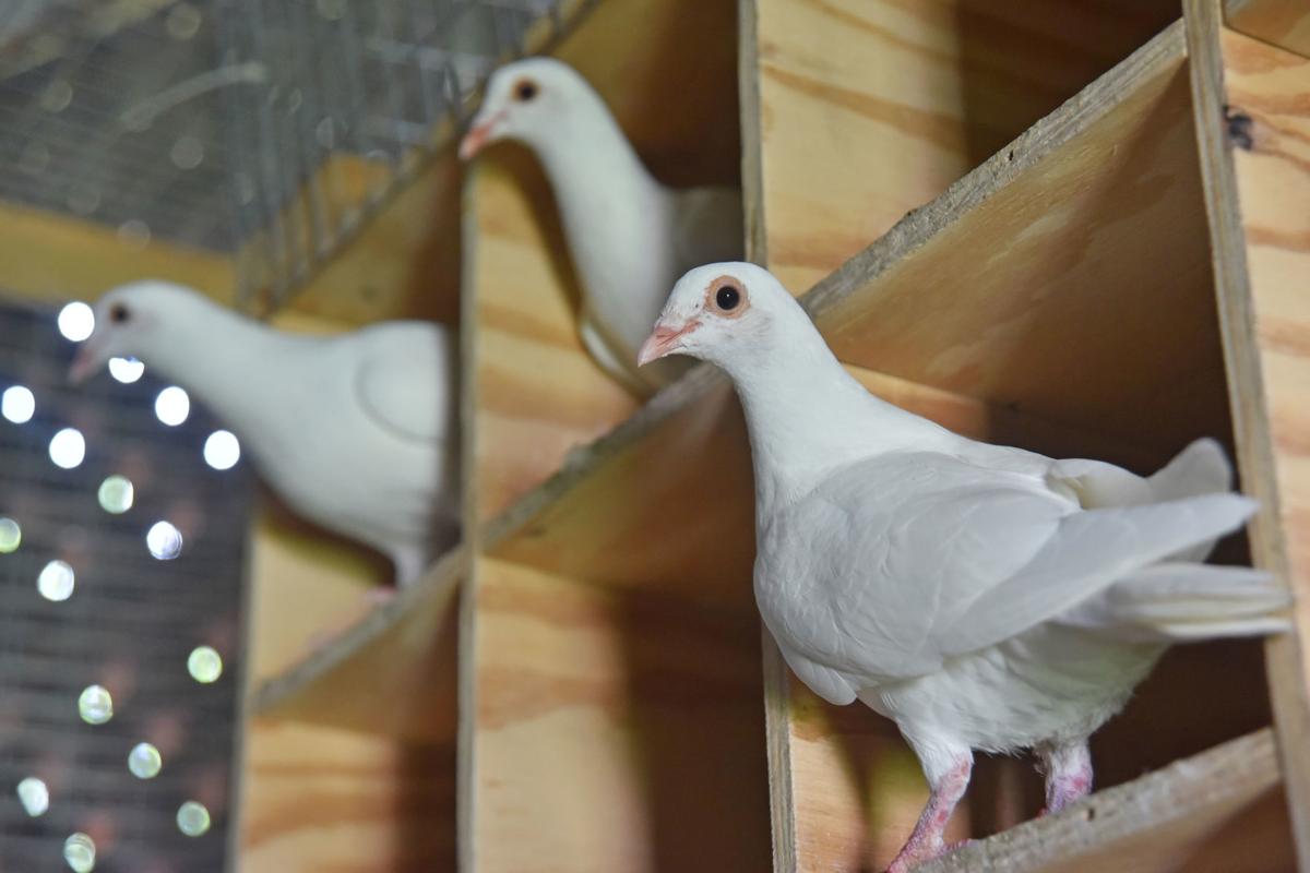 These doves know flying home is where the heart is News