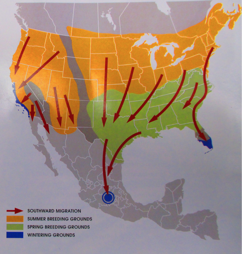 Southeast Ohio on board in effort to save Monarch butterfly News