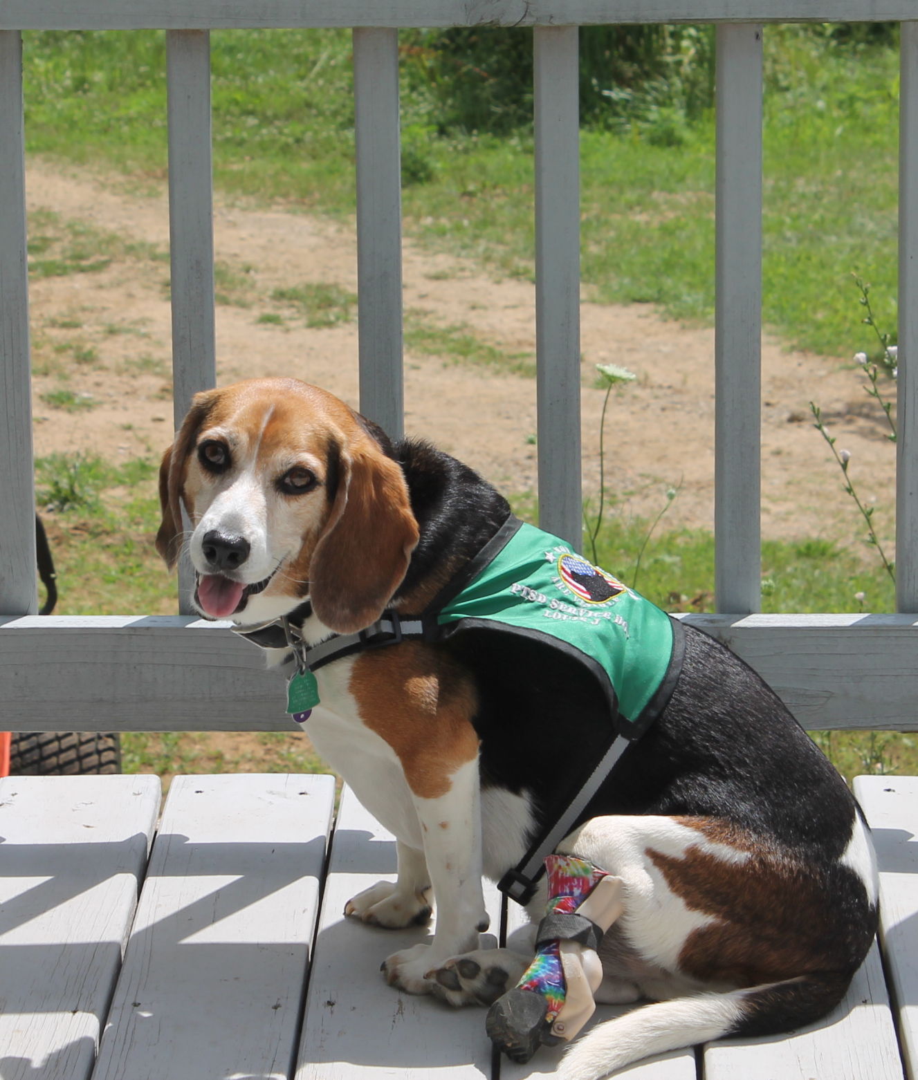 Louie the hot sale beagle