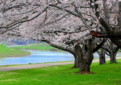 Winter Nips Cherry Blossoms In The Bud News Athensmessenger Com Winter Nips Cherry Blossoms In The Bud News Athensmessenger Com