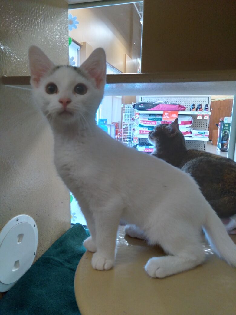 kitten essentials reddit