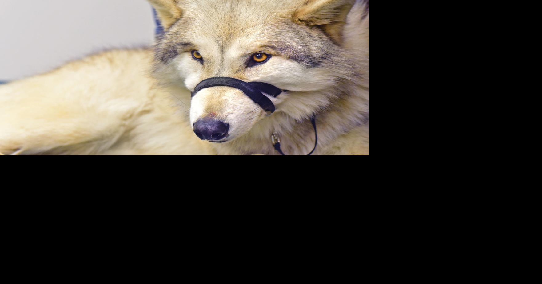 Athens Co. libraries welcome ambassador wolves | News | athensmessenger.com