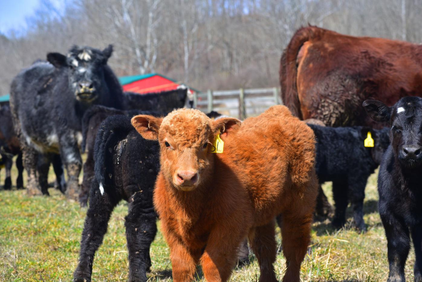 Signs of Spring at Lucas Farms
