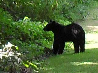 Bears beat bobcats for ’10 Athens Co. sightings | News ...