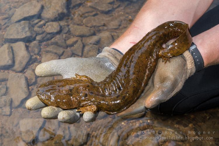 ‘snot Otter Or ‘hellbender Ou Scientists Want To Save Them Local News 1690