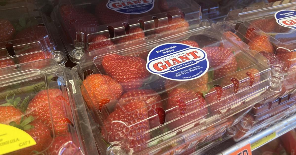 Ohio strawberry growers face an uncertain future due to fungal infection