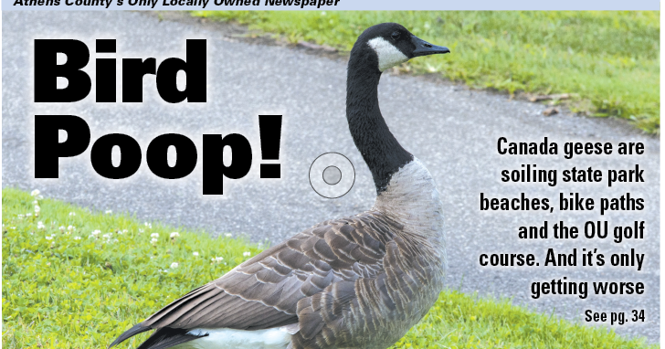 Can goose poop make best sale dogs sick
