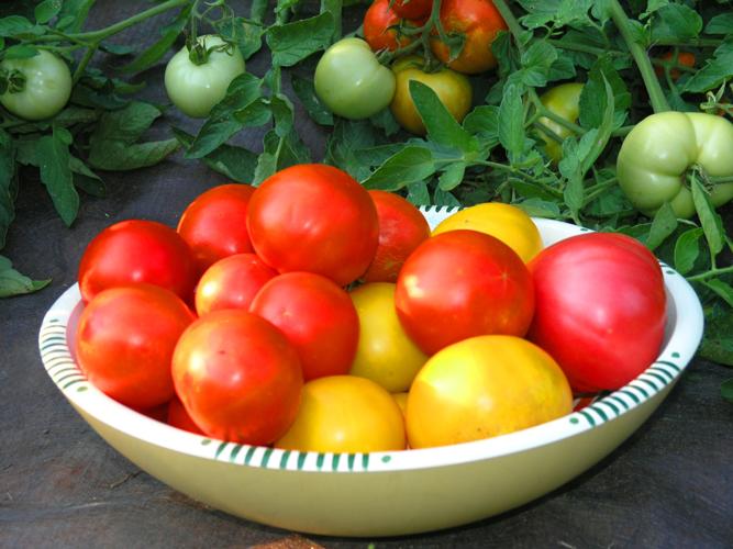 Lovely tomatoes